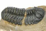 Phacopid (Morocops) Trilobite - Foum Zguid, Morocco #372429-1